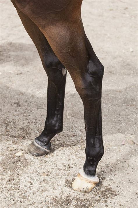 horse front legs white.